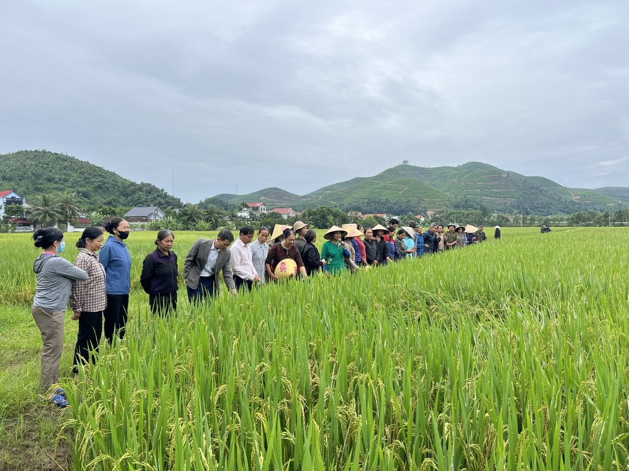 TT Khuyến nông Bắc Ninh: Hội thảo mô hình sản xuất lúa ứng dụng cơ giới hóa thích ứng với biến đổi khí hậu